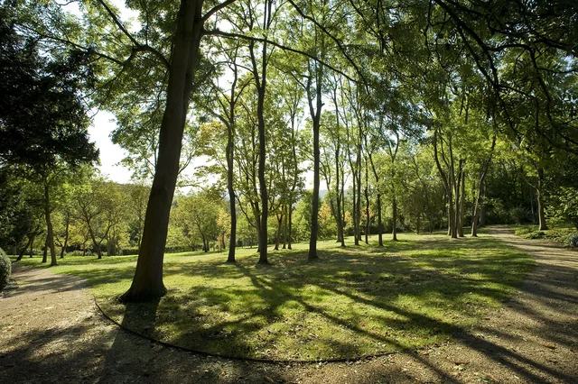 Sunlight passes through a grove of tall trees, casting long shadows across the grass and surrounding path.
