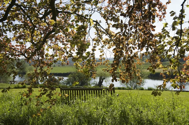 A wooden garden bench faces the water beneath a leafy canopy, surrounded by tall plants.
