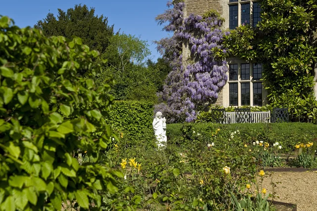 Purple flowering climbers cover part of a house beside clipped hedges, planted borders and a pale garden statue.