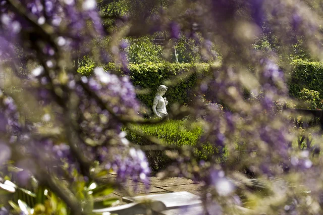 A pale garden statue is seen through softly blurred purple flowers and leafy branches.