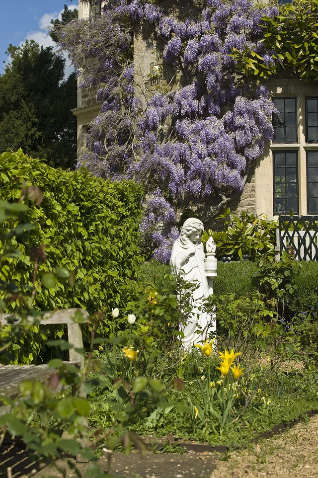 A pale statue stands in a planted border beneath purple flowering climbers on a house wall.