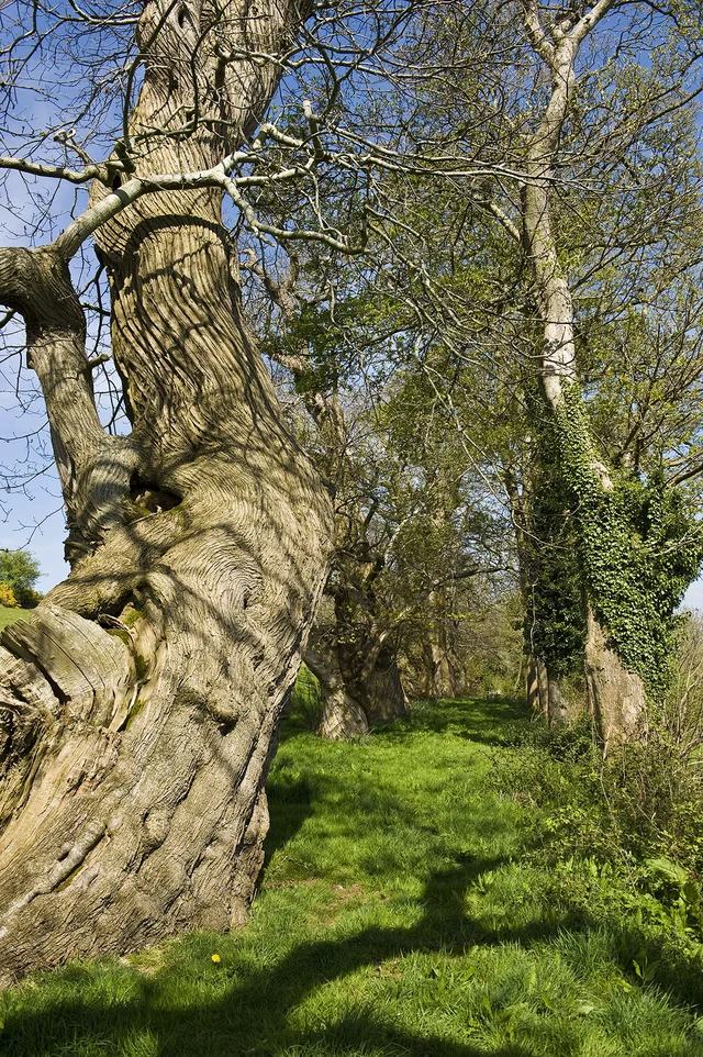 A large textured tree trunk leans beside a grassy path lined with mature trees.
