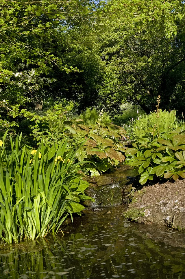 Dense green planting and long leaves border a shallow, shaded stretch of water.