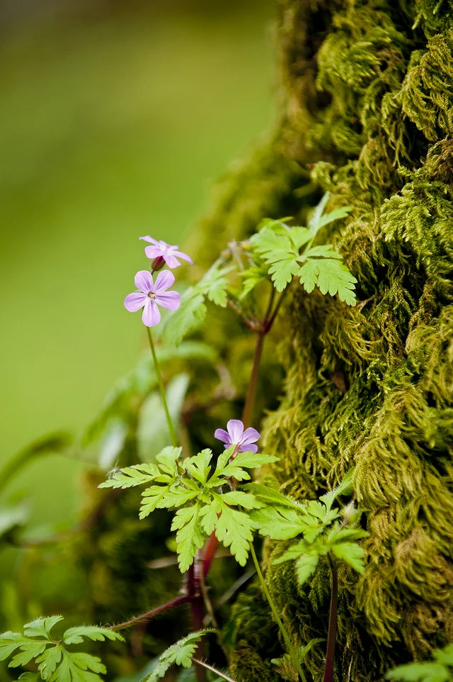 Small purple flowers and fresh green leaves grow beside a moss-covered tree trunk against a soft green background.