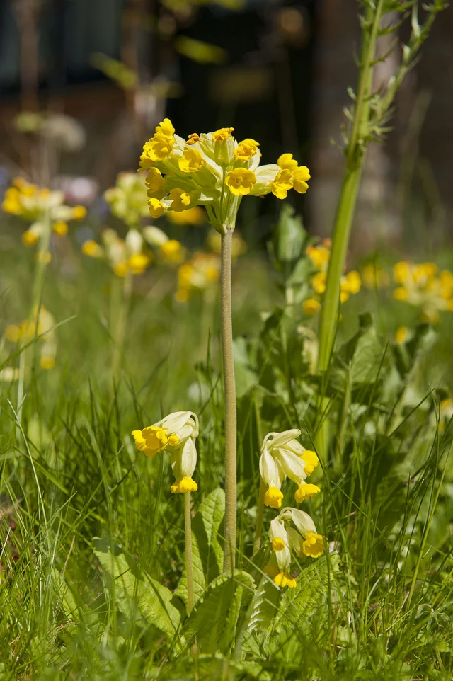 Clusters of small yellow flowers rise above sunlit grass against a softly blurred background.