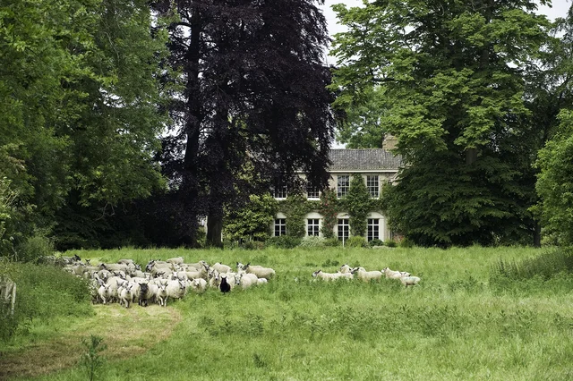 A flock of sheep grazes in long grass in front of a house partly hidden by mature trees.